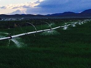irrigating_field