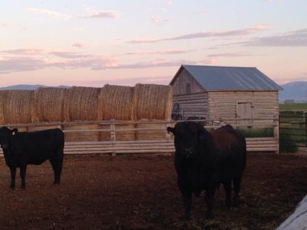 cows_and_bales_WEB