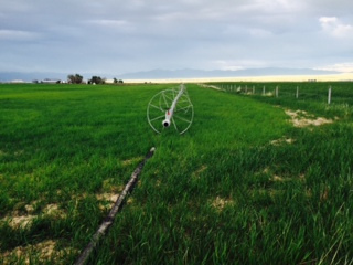 wheel_line_in_green_field