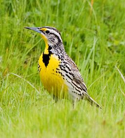 Meadowlarks, Spring and Fresh Bread: A Slice of the Good Life