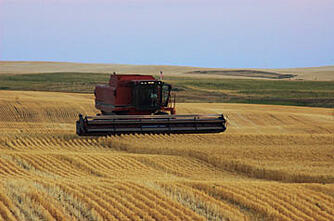 wheat harvest photo