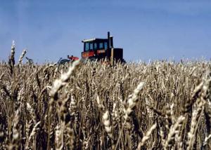 wheat field photo
