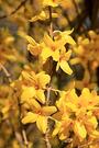 forsythia