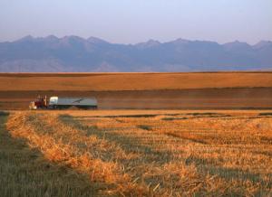 It's Wheat Harvest Time in Montana
