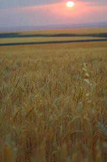 wheat fields photo