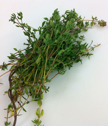 thyme photo