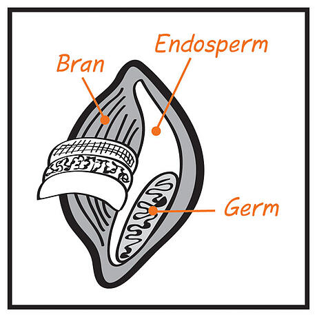 wheat kernal diagram