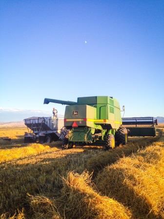 Harvesting Wheat in Montana: The End of a Great Growing Season