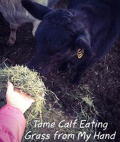 Tame_calf_eating_grass_from_my_hand