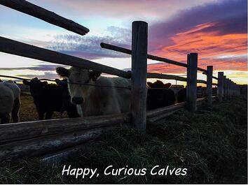 happy_curious_calves