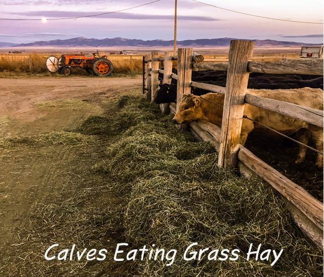 Calves_eating_grass_hay