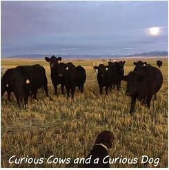 curious_cows_and_a_curious_dog