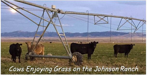 cows_enjoying_grass_on_johnson_ranch