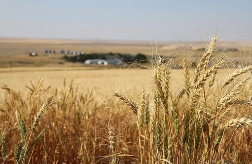 Conventional Wheat Methods: Is Gluten Really to Blame for Poor Health?