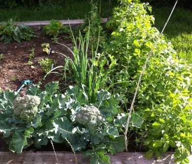 garden lettuce