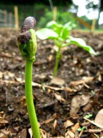 sprouting plant