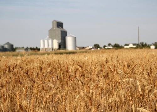 Wheat farm