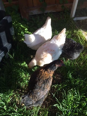 chickens_in_garden_web