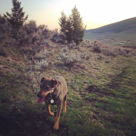 dog on hike