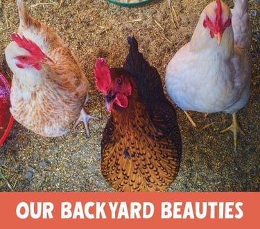 free_range_eggs_our_backyard_beauties.jpg