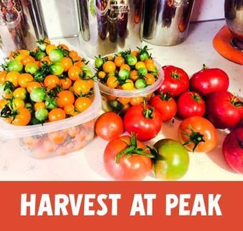 harvest_vegetables_at_peak.jpg