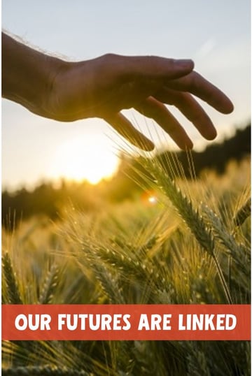 photo of a hand and a wheat field