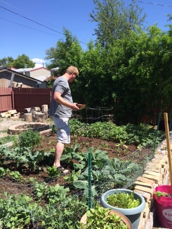 rich_in_summer_lettuce_web