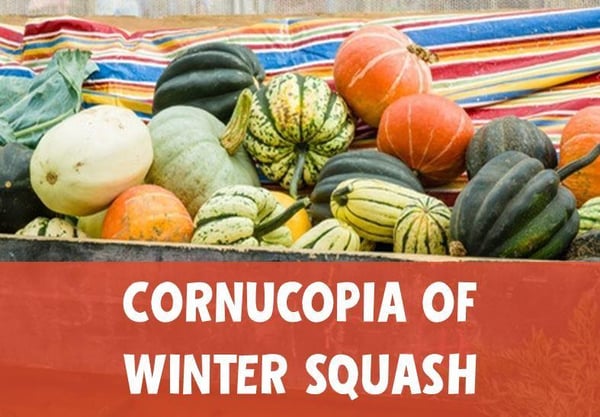 winter squash bounty