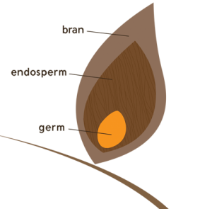 Wheat_Kernel_Parts